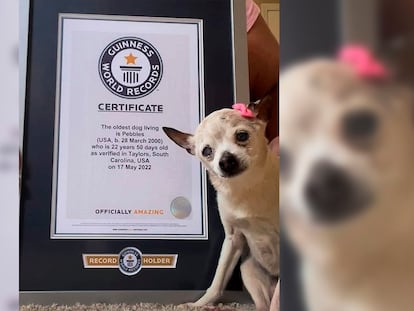 Pebbles, después de recibir el Récord Guinness por ser la perrita más longeva del planeta.