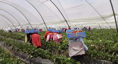 Mujeres marroquíes recogiendo fresa en Larache (noroeste de Marruecos).