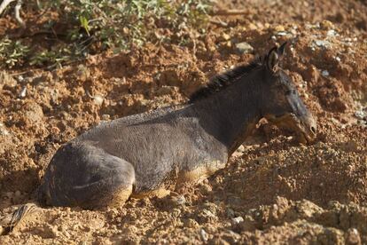 Un caballo queda atrapado entre el lodo que sepult&oacute; el pueblo de La Pintada, en Guerrero.