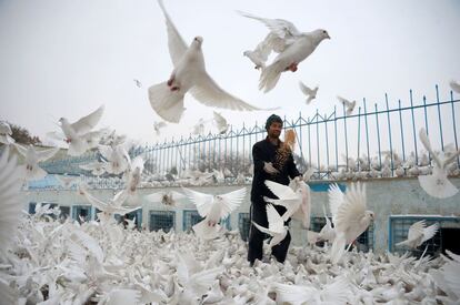 Un hombre alimenta palomas en el patio de la famosa Mezquita Azul en Mazar-i-Sharif (Afganistán).