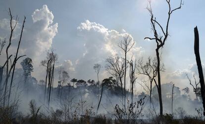 Fogo consome floresta em Novo Progresso, no Pará.