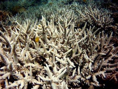 Climate change can trigger the breakdown of symbiotic relationships, as happens with coral bleaching, which occurs when these animals lose their symbiont microalgae.