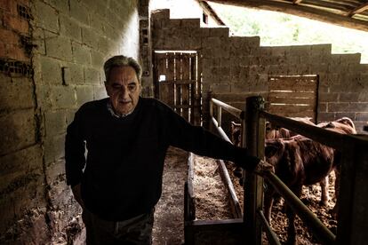 Serafín González (67) cuidando de su ganado en sus establos de la aldea de Llabosu (Asturias), en mayo.