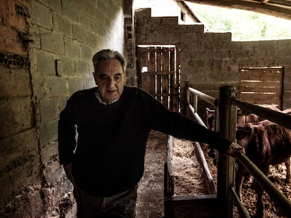 Serafín González (67) cuidando de su ganado en sus establos de la aldea de Llabosu (Asturias), en mayo.