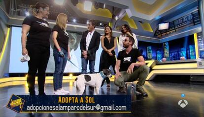 Dani Rovira, este martes junto a la perrita Sol en 'El Hormiguero'.