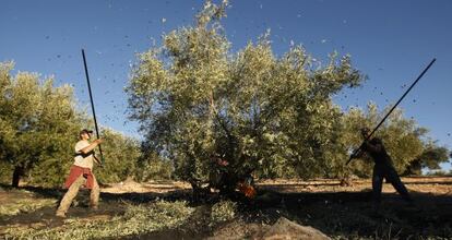 Jornaleros, en la recogida de la aceituna en Granada.