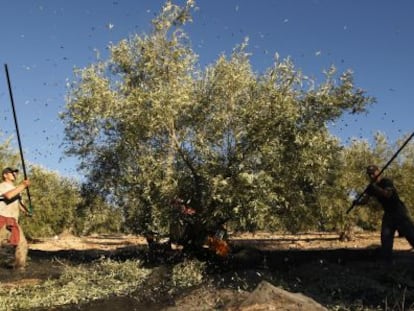 Jornaleros, en la recogida de la aceituna en Granada.