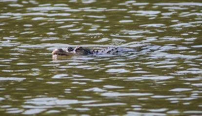 Un caimán nada en las aguas de estanque del parque Humboldt este miércoles.