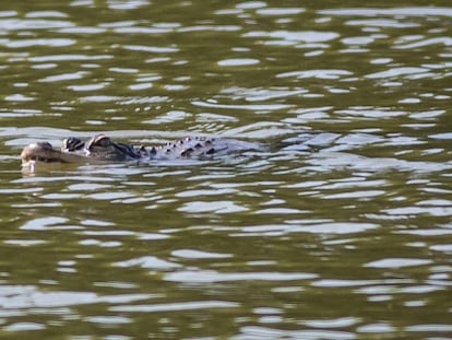 Un caimán nada en las aguas de estanque del parque Humboldt este miércoles.
