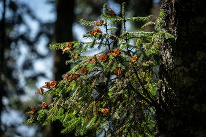 Mariposas monarca en Crescencio Morales, Michoacán