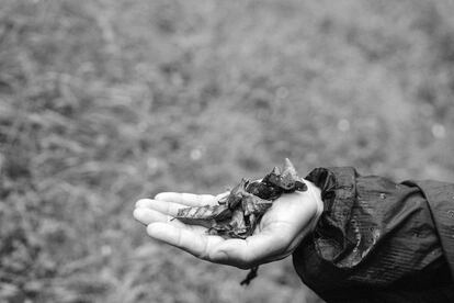 Rana patilarga (Rana ibérica). Pequeña rana roja que habita en áreas montañosas de la península Ibérica. Parque natural de Redes. Asturias, verano de 2019.