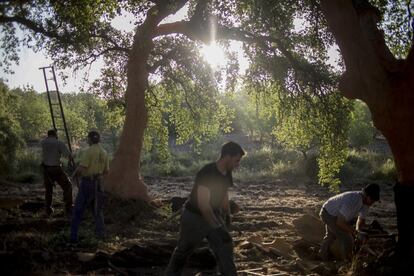 El descorche debe realizarse en los meses de junio y julio, siendo el intervalo de tiempo de 9 años para un mismo árbol.
