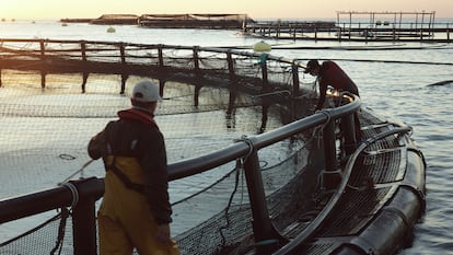 Acuicultura: un sector imprescindible que busca el equilibrio entre la alimentación y el cuidado del entorno