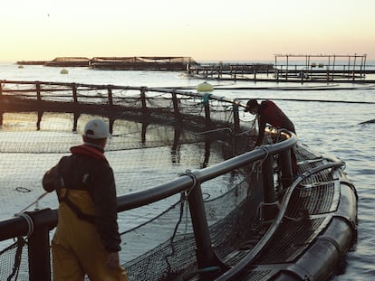 Acuicultura: un sector imprescindible que busca el equilibrio entre la alimentación y el cuidado del entorno