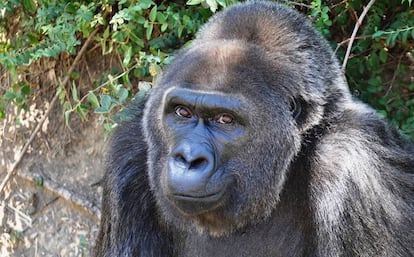 Foto de Trudy facilitada por el zoo de Little Rock.