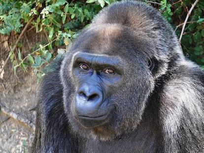 Foto de Trudy facilitada por el zoo de Little Rock.