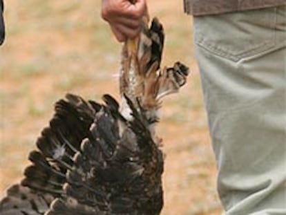 Un agente del Seprona recogió el aguilucho hallado muerto ayer.