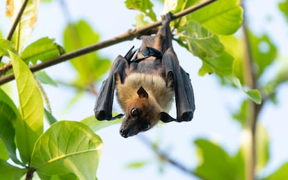 Scientists discover why bats hardly ever get cancer