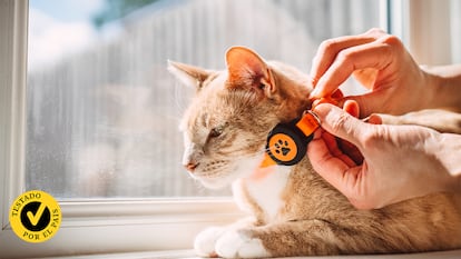 Una persona poniéndole el collar al gato.