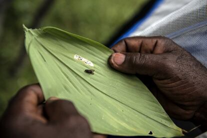 Mosca tsetsé muerta capturada en una trampa instalada en el pueblo de Yalikombo. En esta localidad de 2.000 habitantes hay muchos ejemplares de este insecto, pero la tasa de infección ha caído gracias a la progresiva erradicación de la enfermedad mediante la curación de las personas enfermas. El insecto pica sobre todo por el día y lo hacen tanto los machos como las hembras, que sólo son peligrosas cuando están infectadas por el parásito.