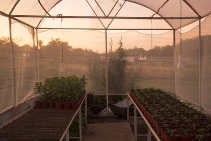 Un invernadero de la Granja Madre, en Paraguay. “Son noticias fenomenales para millones de pacientes en todo el mundo y una victoria histórica de la ciencia sobre la política”, dijo Kenzi Riboulet-Zemouli, investigador especializado en el tema, ante el cambio de consideración del cannabis en la ONU.