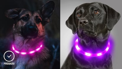 Los mejores collares luminosos para perros