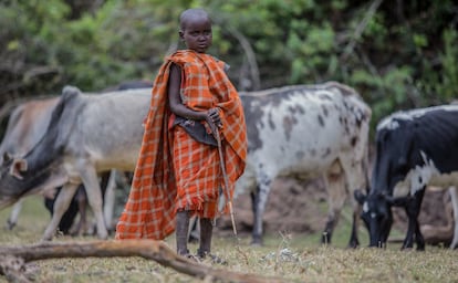 Un chico samburu controla el ganado