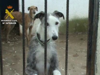 Uno de los animales que estaba en la perrera ilegal desmantelada en Parla, en una imagen cedida por la Guardia Civil.