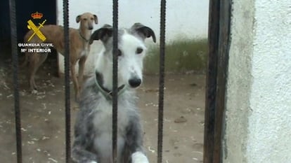 Uno de los animales que estaba en la perrera ilegal desmantelada en Parla, en una imagen cedida por la Guardia Civil.