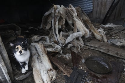 Pieles de puma en una bodega en la provincia de Santa Cruz, en Argentina. 