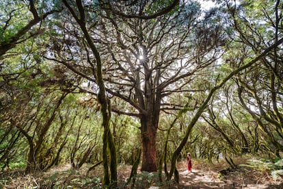 'Y siento que el crujir de las hojas secas bajo mis pies, alberga más sentido para el mundo de lo que yo podré descifrar a lo largo de mi efimeridad'. (La Llanía, El Hierro, agosto de 2024).