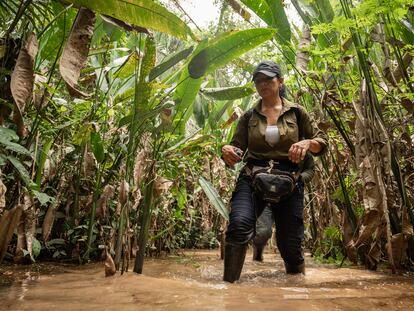 La bióloga Diana Liz Duque, durante un recorrido de búsqueda, para observar un grupo de Monos Araña, que se encuentran en peligro de extinción, dentro de la selva de la Reserva Forestal de Caparo, el 3 de mayo de 2024.