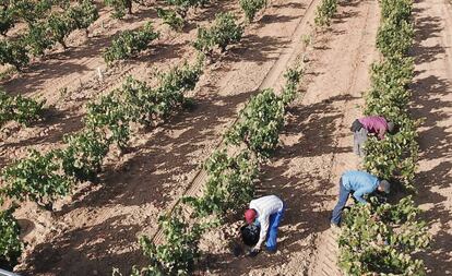 Vendimia en un viñedo de Ribera del Duero facilitada por la DO.