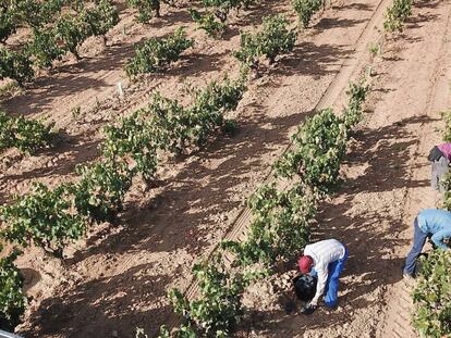 Vendimia en un viñedo de Ribera del Duero facilitada por la DO.