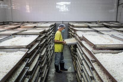 Un trabajador inspecciona una bandeja de soja fermentada en una fábrica de Hong Kong.