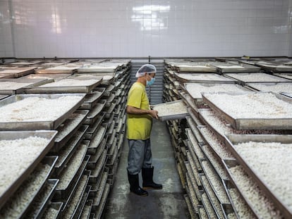 Un trabajador inspecciona una bandeja de soja fermentada en una fábrica de Hong Kong.