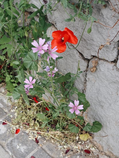 Malva común (Malva sylvestris) y amapola silvestre (Papaver rhoeas) nacen en una grieta en el pavimento.