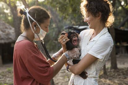 Cristina Collel, veterinaria voluntaria española, realiza una revisión médica a un recién llegado al Centro de Conservación de Chimpancés. Kanda, de cinco meses, llegó al centro tras ser rescatado de los traficantes por las autoridades, y pasó los tres primeros meses en el centro con la cuidadora francesa Anissa Aidat, de 23 años, que actuó como madre de alquiler.