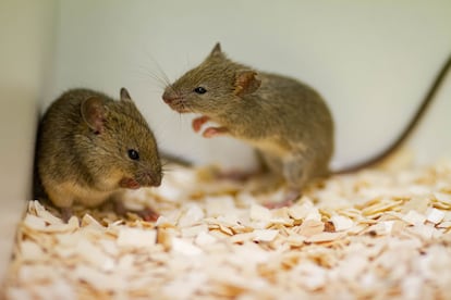 Un ratón macho cortejaba a una hembra en un laboratorio.