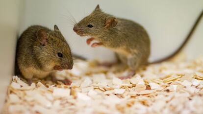 Un ratón macho cortejaba a una hembra en un laboratorio.