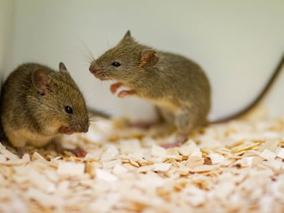 Un ratón macho cortejaba a una hembra en un laboratorio.