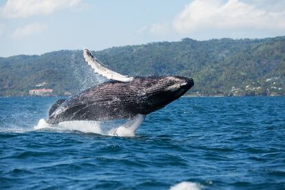 Ballena jorobada saltando en Samaná (República Dominicana)