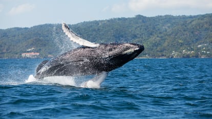 Ballena jorobada saltando en Samaná (República Dominicana)