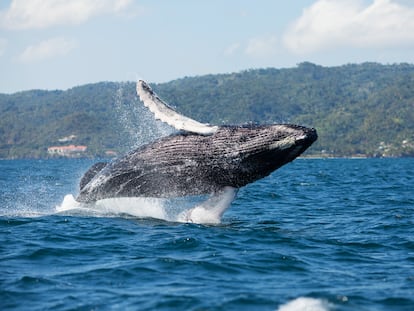 Ballena jorobada saltando en Samaná (República Dominicana)