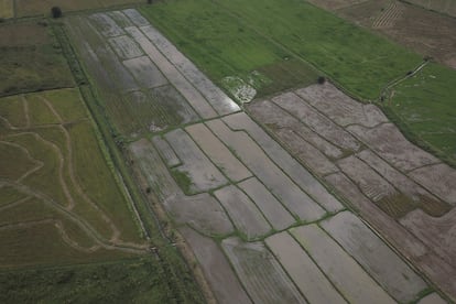 Los cultivos de arroz orgánicos en el resguardo Paez Corinto-López Adentro no tienen cabida para los productos químicos. Con la nueva maquinaria para la planta transformadora que espera la reserva indígena, en la que participa Ayuda en Acción, se espera poder producir de entre 30 a 50 toneladas diarias, muy por encima de las cinco que actualmente se producen.