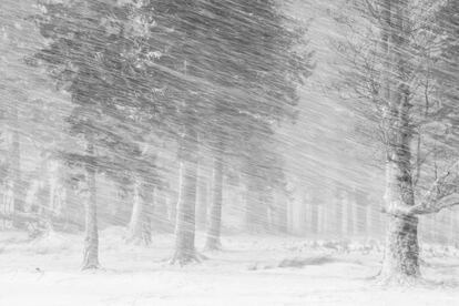 Fotografía ganadora en la categoría: Snow. Parque Nacional de las Montañas Ciucas, Rumanía.