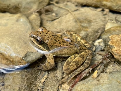 Ejemplar de rana pirenaica