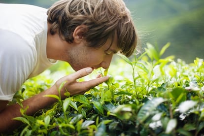 hojas de té