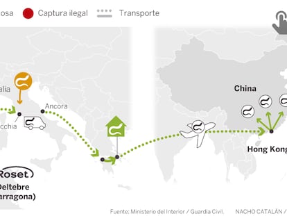 El viaje ilegal de la angula: del Guadalquivir a los mercados de China