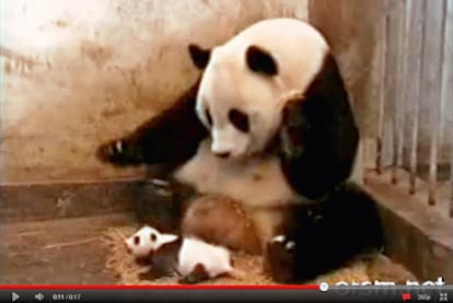 Oso sobresaltado. Un oso panda parece que estornude. En realidad, se ha pegado un susto con su bebé, que da un grito agudo. El vídeo tiene 124 millones de visitas.
<b>'Quiéreme', josé.
La boda de José Carlos y Vanesa era un enlace más hasta que este vídeo se subió a YouTube. Ella le cantó 'Quiéreme', de Nuria Fergó, en el altar. El momento supera los cinco millones de visitas en Internet.</b>
<b>¿la vida real?
Cuando David volvía del dentista con una anestesia reciente, balbuceó: "¿Es-estoy en la vida real?". El vídeo, realizado por su padre, ha sido visto 100 millones de veces.</b>
<b>"¡me ha mordido!".
Dos hermanos frente a la cámara y uno de ellos le muerde el dedo al otro. 'Charlie me ha mordido' es
el vídeo 'amateur' más visto en YouTube: 377 millones
de clics.</b>